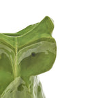 Jarrón de cerámica con búho verde, detalle de la cara y textura esmaltada