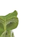 Jarrón de cerámica con forma de búho verde, detalle del rostro