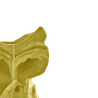 JARRON MARNI BUHO S AMARILLO