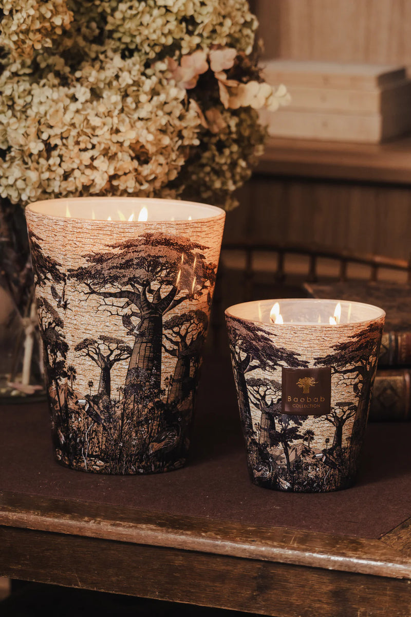 Vela Baobab Collection con ilustración de árboles en vaso de vidrio con cera dorada