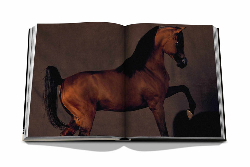 HORSES FROM SAUDI ARABIA
