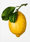 THE GOURMAND´S LEMON. A COLLECTION OF STORIES AND RECIPES