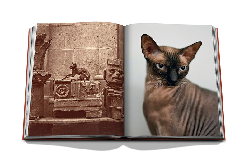 Libro abierto con fotos de gatos, una en blanco y negro y otra en interior