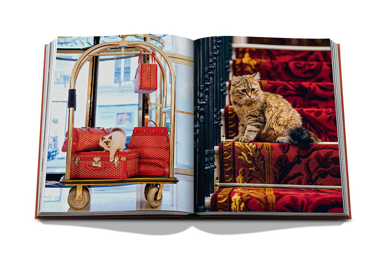 Libro abierto con fotos: gato atigrado junto a escaleras con alfombra roja