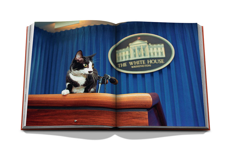 Libro abierto con gato tricolor en podio y letrero circular «The White House»